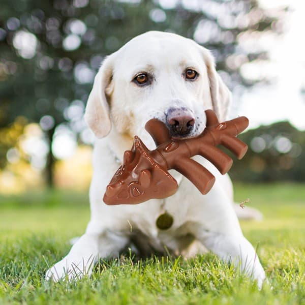 Aggressive Chewer Dog Toy – Beef Flavor Triceratops Chew Toy for Medium & Large Dogs