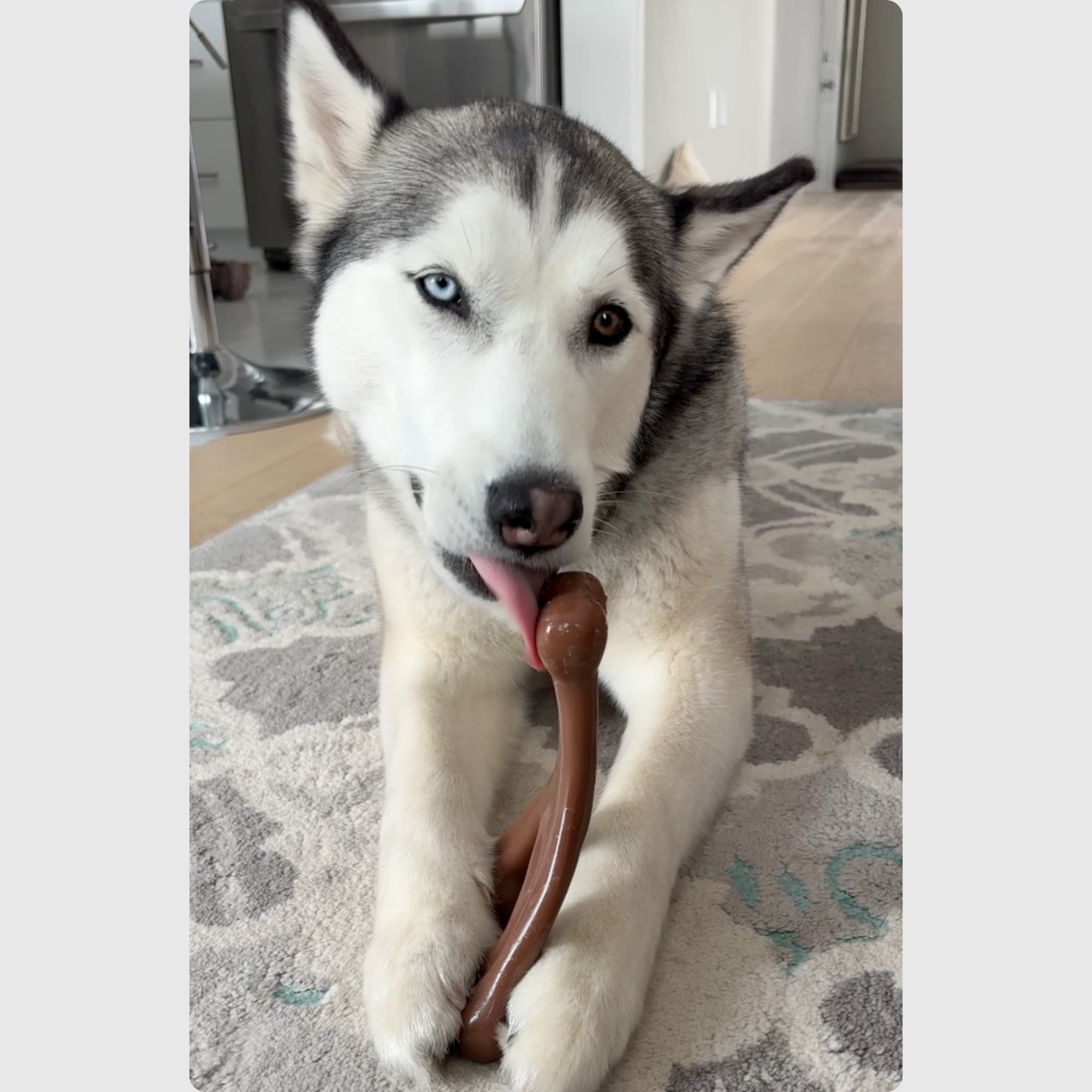 2-Pack Dog Chew Toys for Aggressive Chewers, Durable Wishbone Dog Bones